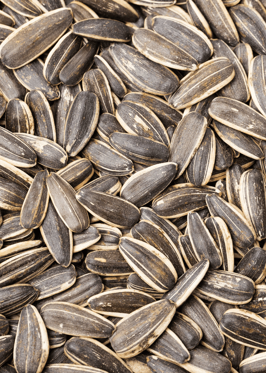 Dakota Siyah Çekirdek (Tuzlu) 450g